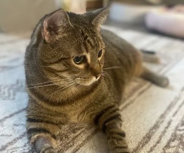 For Pets' Sake Vet Clinic Inc