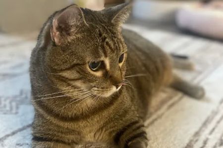 For Pets' Sake Vet Clinic Inc