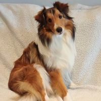 Magnolia Springs Veterinary Center ico
