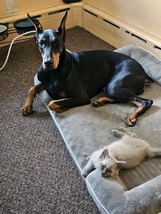 Harris Pet Hospital 7