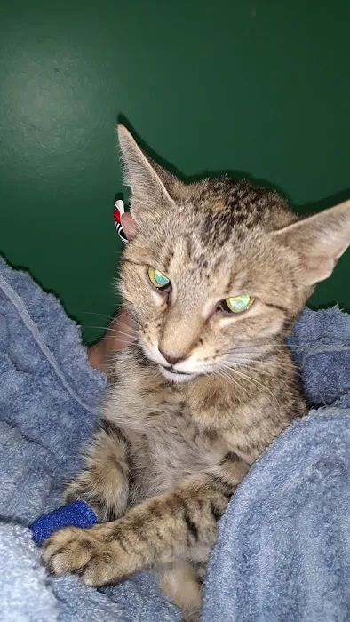 Belle City Veterinary Hospital 12