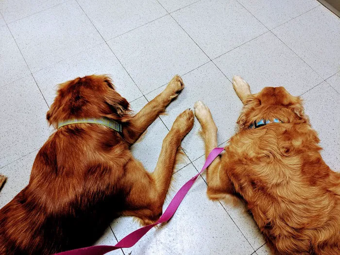 Belle City Veterinary Hospital 12