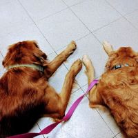 Belle City Veterinary Hospital ico