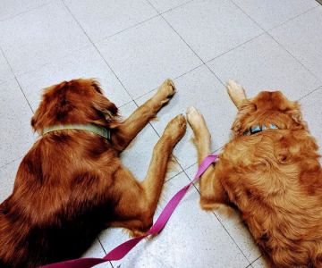 Belle City Veterinary Hospital