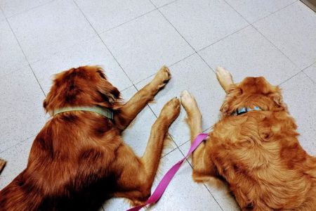 Belle City Veterinary Hospital