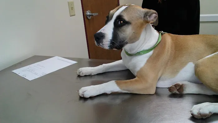 Belle City Veterinary Hospital 12