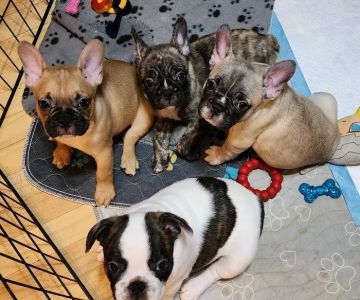 North Cape Corner Veterinary Clinic