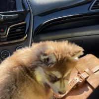 Prairie Side Veterinary Hospital ico