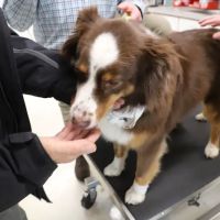 Animal Hospital of Lake Villa ico