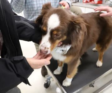 Animal Hospital of Lake Villa