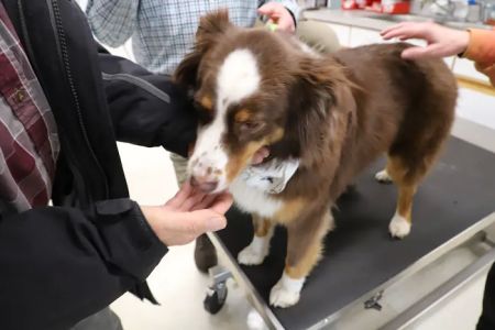 Animal Hospital of Lake Villa