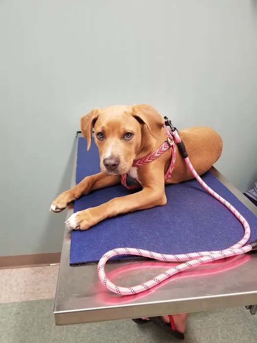 Animal Hospital of Lake Villa 6