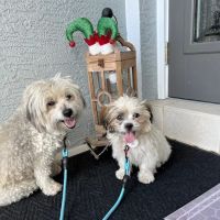 Blackwell Mobile Vet Services ico