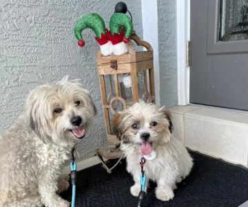 Blackwell Mobile Vet Services