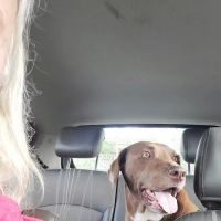 Westosha Veterinary Hospital ico