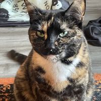 Harbor Animal Hospital ico