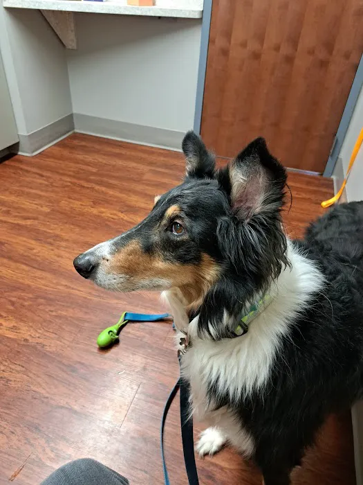 Harbor Animal Hospital 7