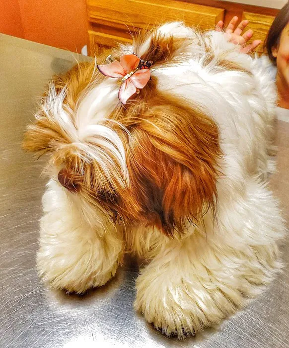 Grand Animal Hospital 2