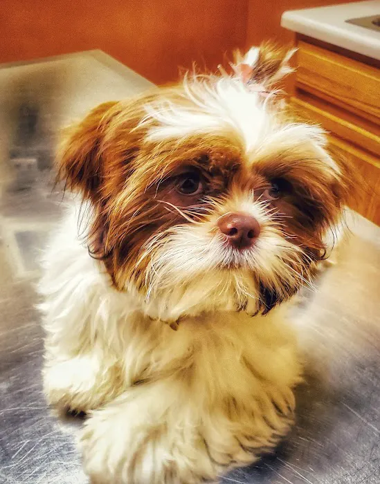 Grand Animal Hospital 3
