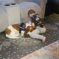Animal Medical Center of Lake Villa ico