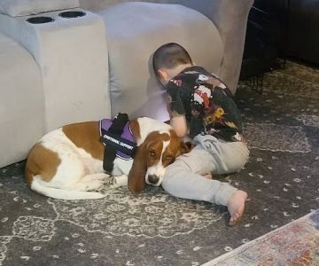 Animal Medical Center of Lake Villa