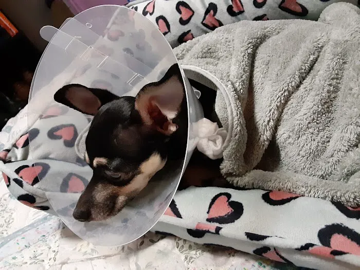 Animal Medical Center of Lake Villa 6