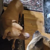 VIP Petcare Vaccination Clinic ico