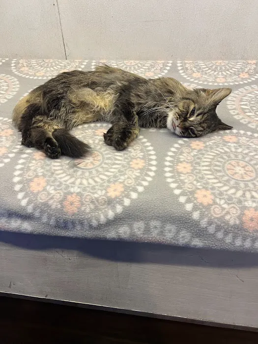 Animal Hospital of Union Grove 6