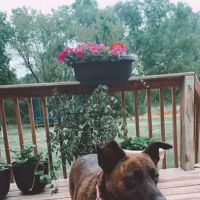 Animal Health Clinic and Hospital of Lake County ico