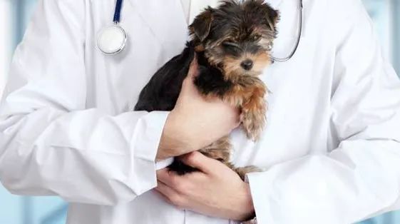Animal Health Clinic and Hospital of Lake County 4