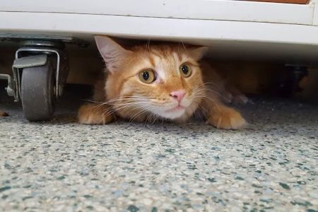 Caledonia Veterinary Clinic