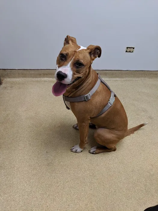 Antioch Animal Hospital 7