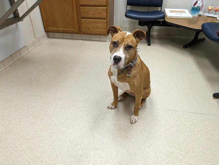 Lindenhurst Animal Hospital 9