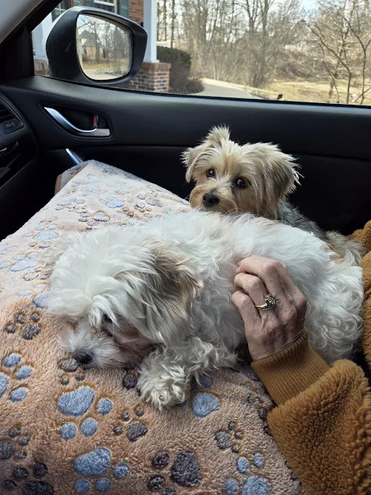 Lindenhurst Animal Hospital 10