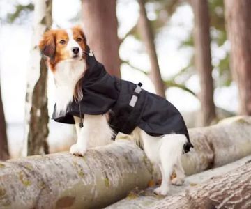 The Animal Hospital Of Gurnee, P.C.