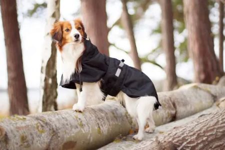 The Animal Hospital Of Gurnee, P.C.