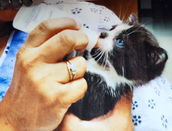 Waukegan Pet Clinic 1