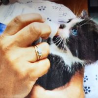 Waukegan Pet Clinic ico