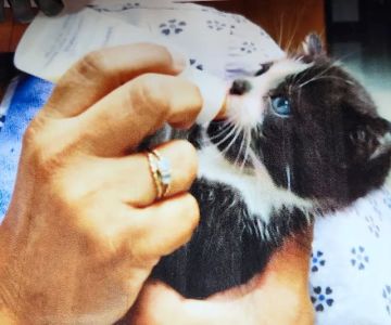 Waukegan Pet Clinic
