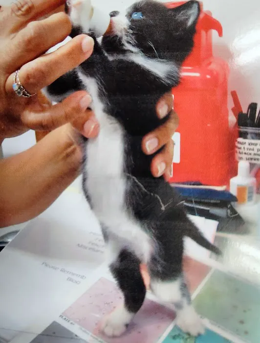 Waukegan Pet Clinic 6