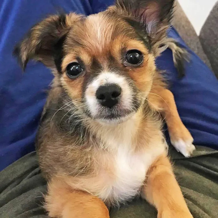 Waukegan Pet Clinic 8