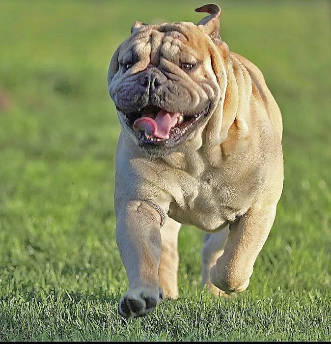 Waukegan Pet Clinic 10