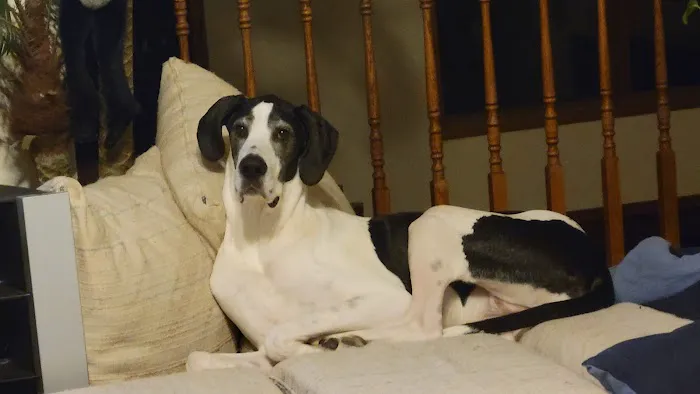 Belle City Veterinary Hospital: Livingston Genesia J DVM 12