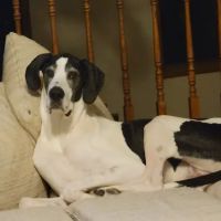 Belle City Veterinary Hospital: Livingston Genesia J DVM ico