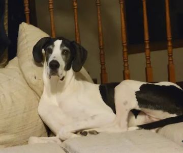 Belle City Veterinary Hospital: Livingston Genesia J DVM