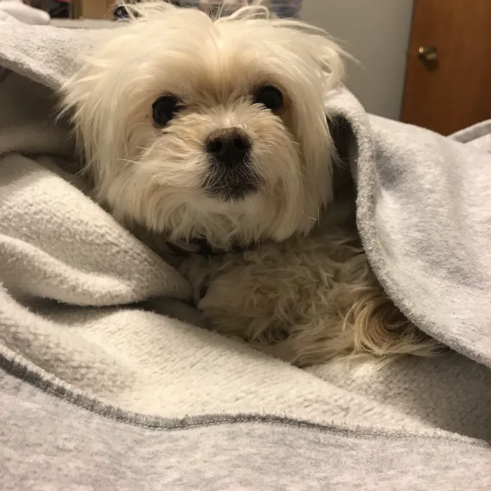 Banfield Pet Hospital 12