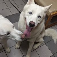 Harris Pet Hospital: Keen Julie DVM ico