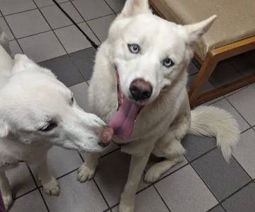 Harris Pet Hospital: Keen Julie DVM