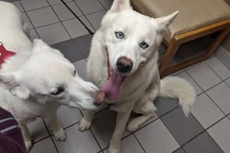 Harris Pet Hospital: Keen Julie DVM