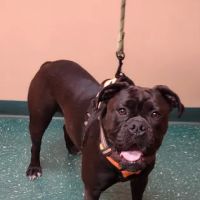Meyer Veterinary Hospital ico